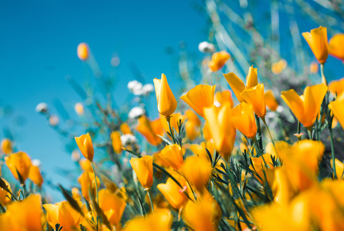 stampa-foto-primavera-fiori-gialli