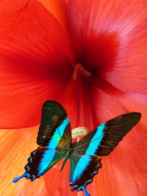 Fotografia macro di una farfalla appoggiata all'interno di un fiore dai petali rosso acceso