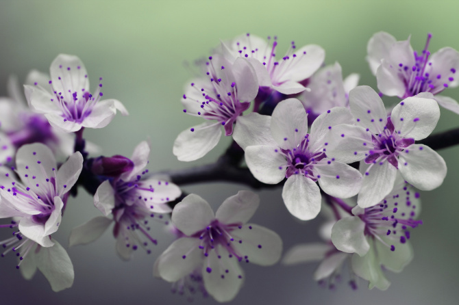 Fotografia macro di un ramo con piccoli fiori bianchi e viola