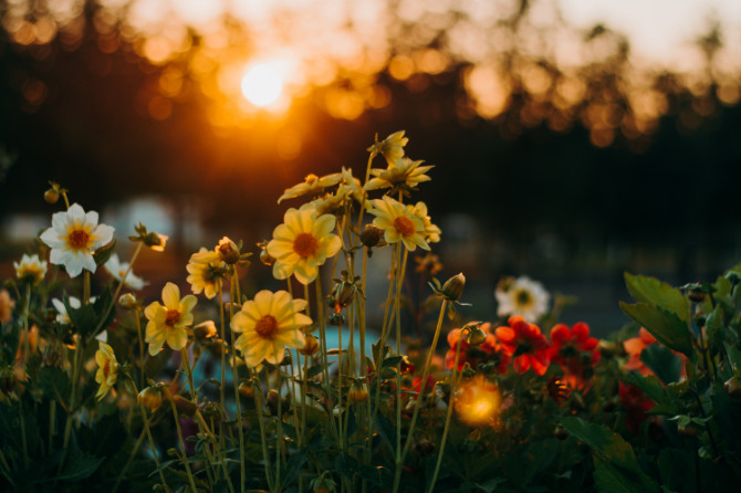 Fiori di prato fotografati al tramonto