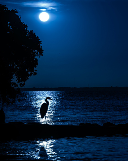 Fotografia del mare notturno illuminato dalla luna con la silhouette di un volatile