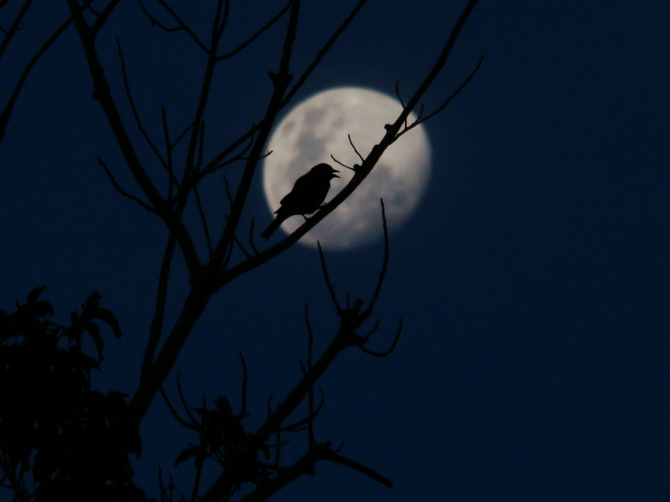 Fotografia della luna piena con silhouette in primo piano