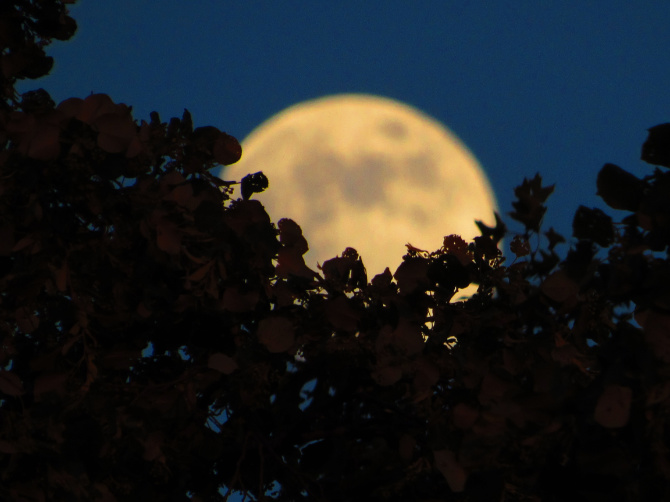 Fotografia della luna piena con paesaggi in primo piano