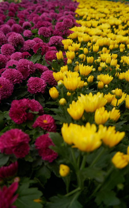 Fotografa foglie e fiori per giocare con i colori