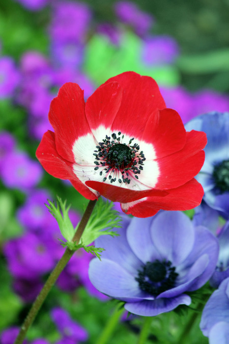 Fotografa foglie e fiori per giocare con i colori