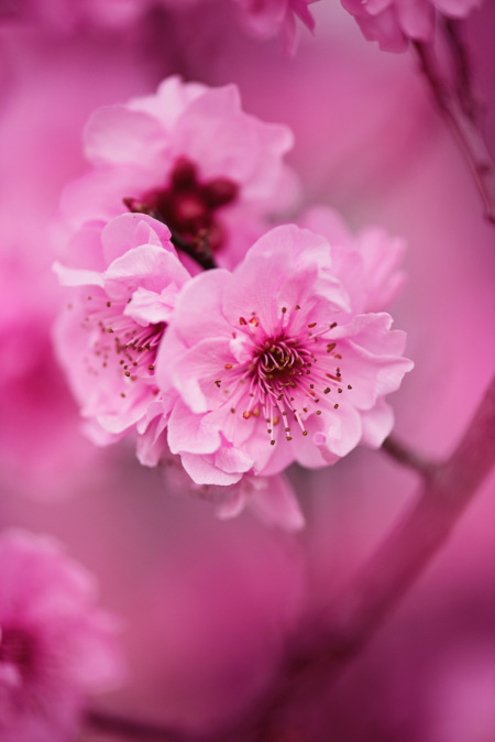 Fotografa foglie e fiori per giocare con i colori