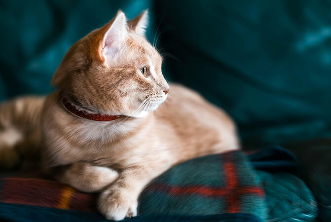 Pet Photography: Crea un ambiente confortevole