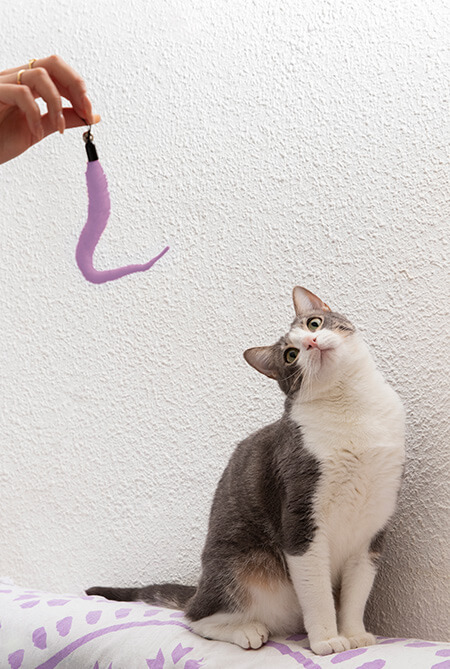 Pet Photography: attira la sua attenzione