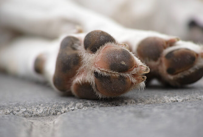 Pet Photography: angolazioni e composizioni