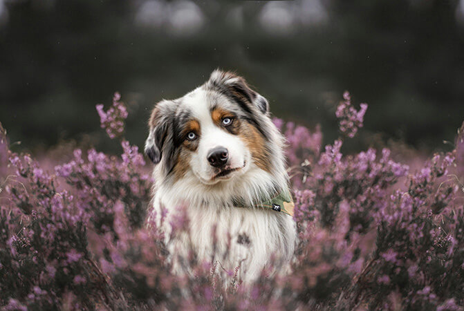 Pet Photography: scendi al livello dei suoi occhi