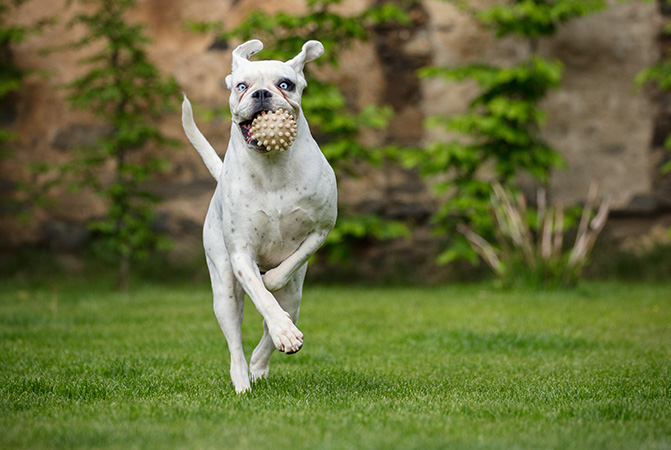 Pet Photography: imposta la fotocamera