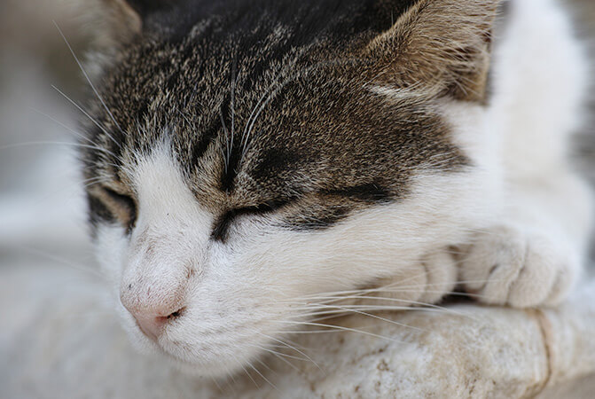 Pet Photography: pazienza e adattabilità